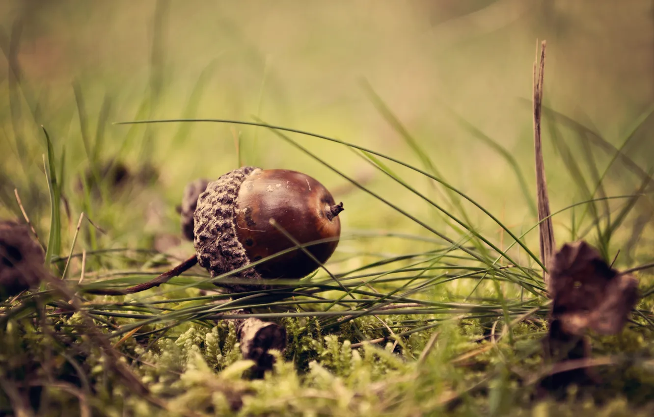 Photo wallpaper greens, grass, macro, acorns