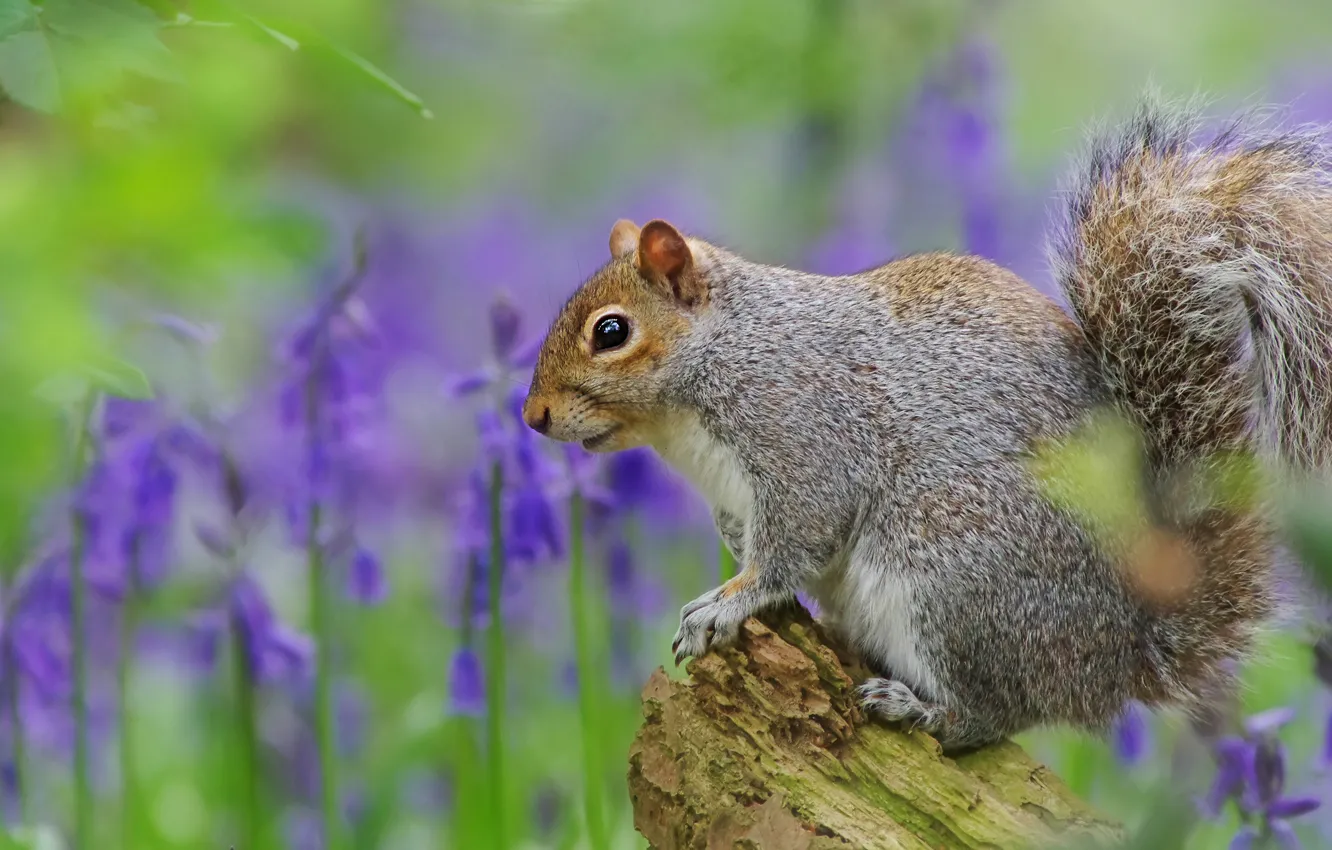 Photo wallpaper grey, flowers, look, stump, protein, bokeh, bells