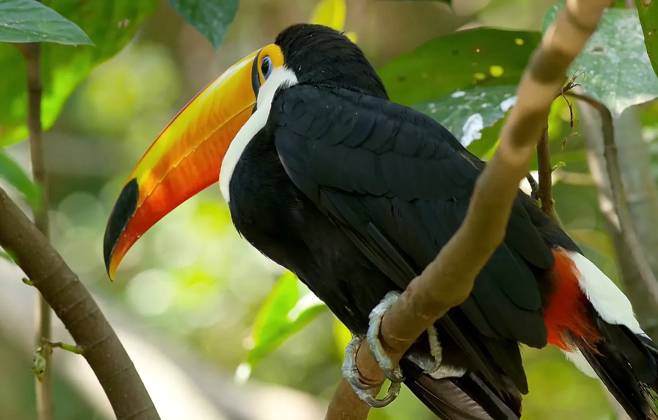 Photo wallpaper beautiful, beautiful bird, Big Beak Bird, Colorful bird, Yellow beak, Great tropical bird, big beak, …
