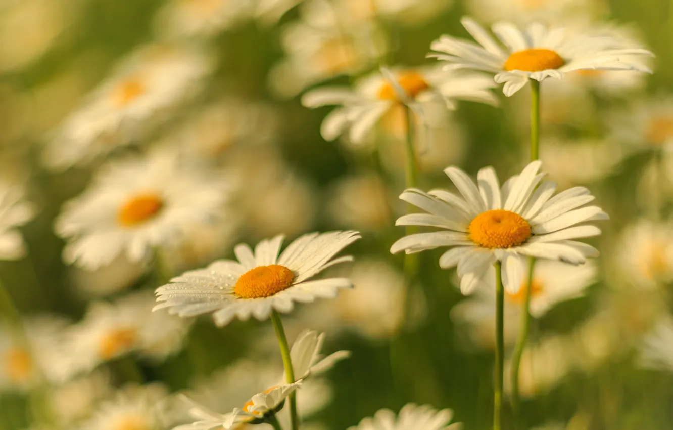 Photo wallpaper summer, flowers, chamomile