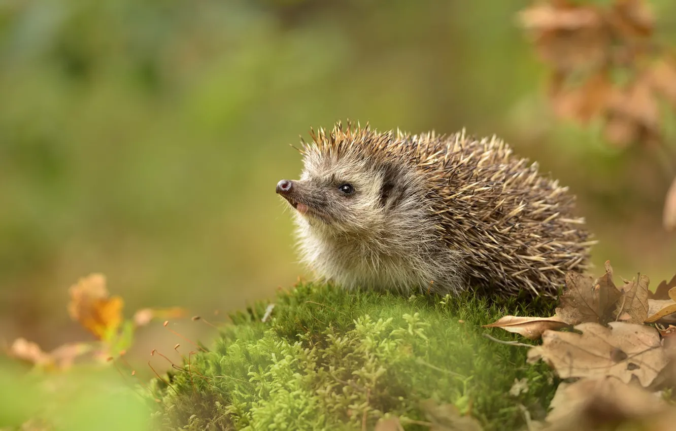 Photo wallpaper autumn, leaves, nature, moss, nose, face, hedgehog, bokeh