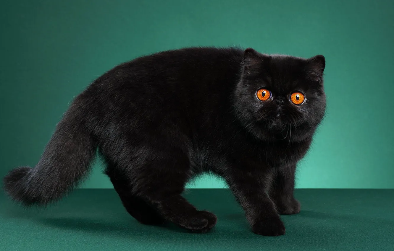 Photo wallpaper cat, cat, look, pose, black, face, green background, Studio