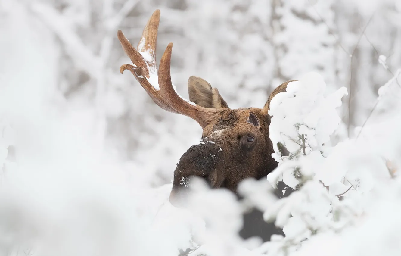 Photo wallpaper winter, snow, moose