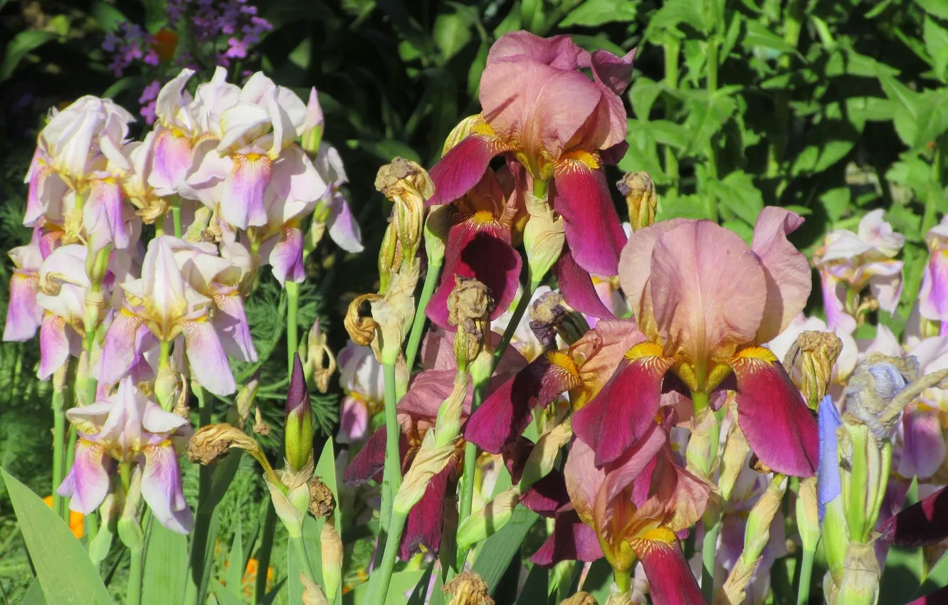 Photo wallpaper flowers, different, iris, spring 2018, Meduzanol ©