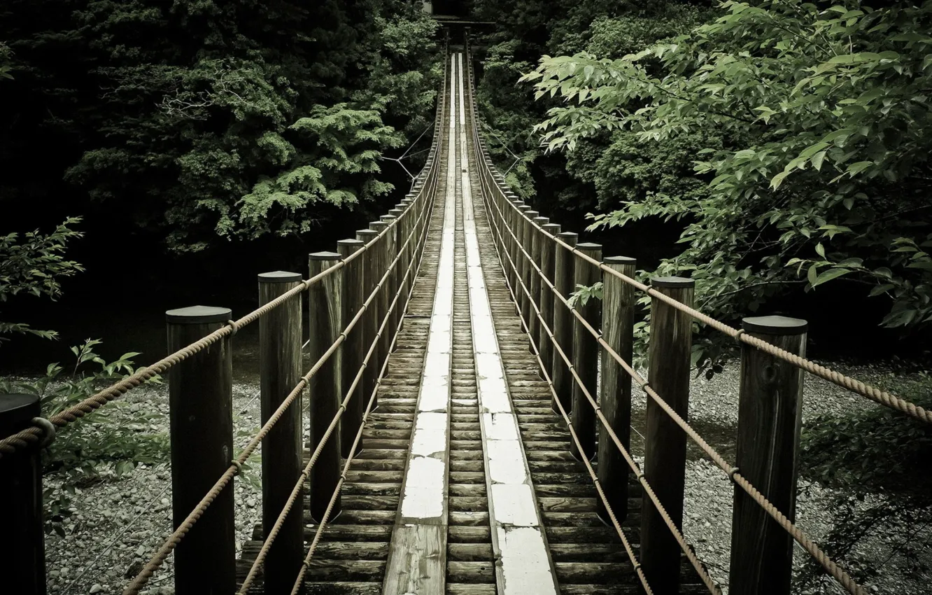 Photo wallpaper bridge, open, jungle, cable car