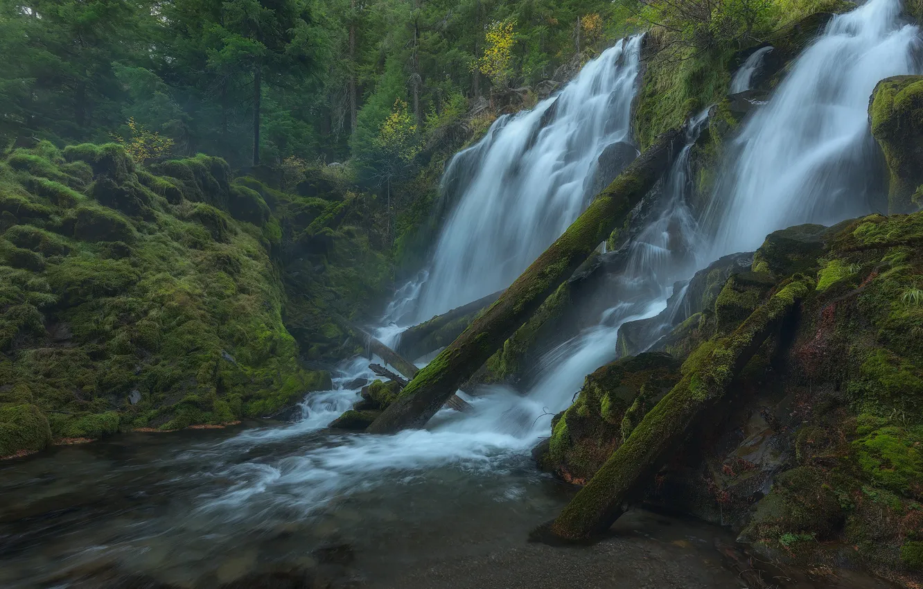 Photo wallpaper forest, river, moss, Oregon, log, waterfalls, cascade, Oregon