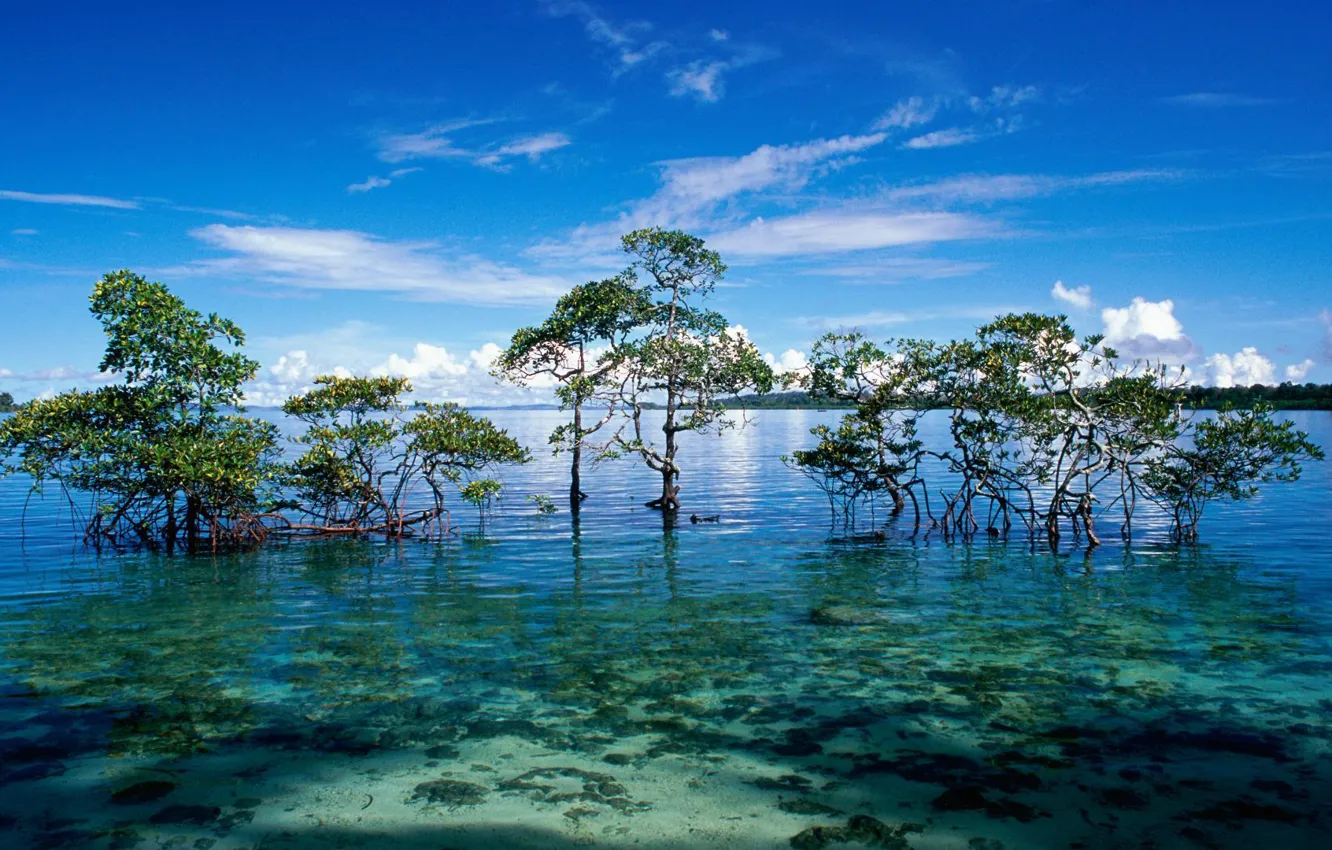 Photo wallpaper the ocean, island, Laguna, mangroves, Andaman and Nicobar islands