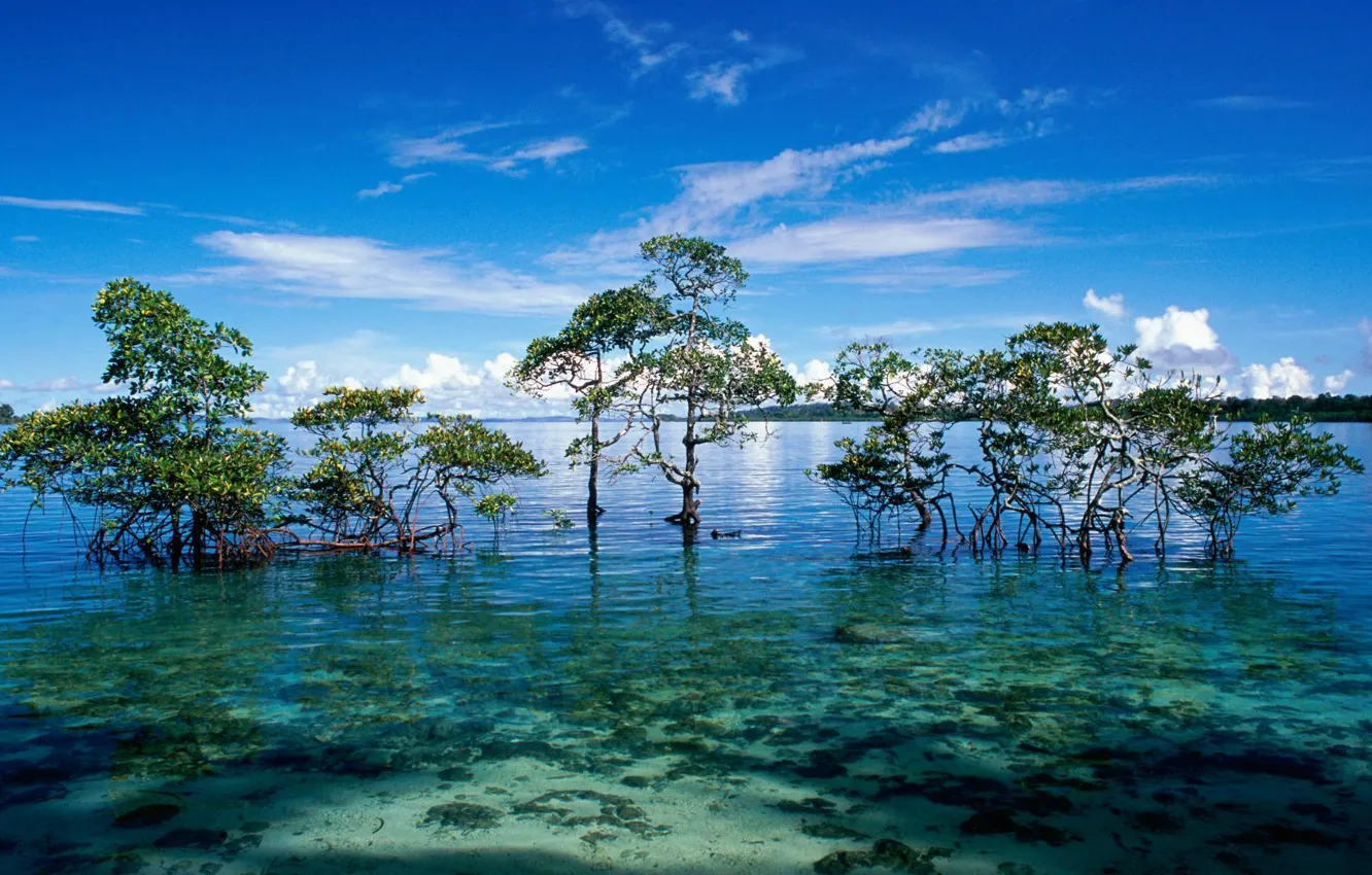 Photo wallpaper Islands, the ocean, Laguna, mangroves, Andaman and Nicobar islands