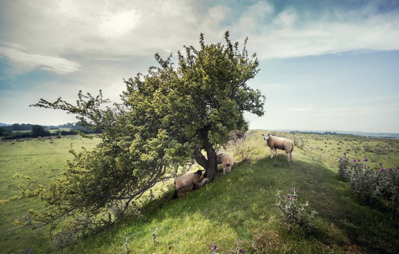Photo wallpaper nature, tree, sheep