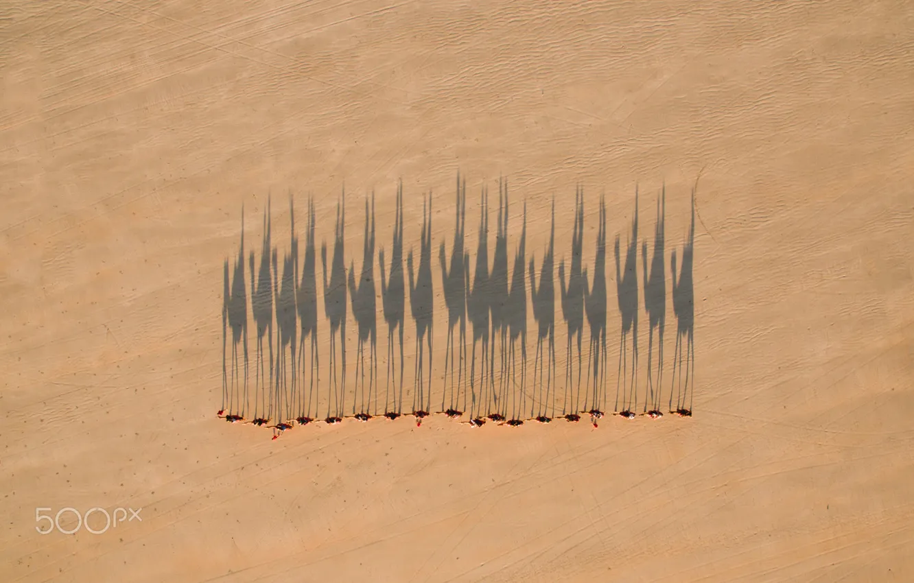 Photo wallpaper desert, shadows, camels, caravan