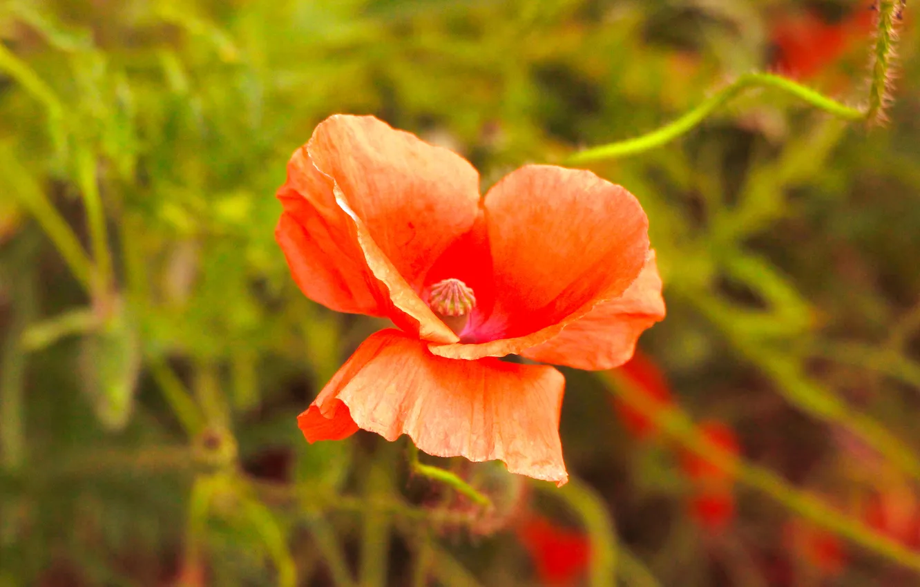 Photo wallpaper red, flower, poppy
