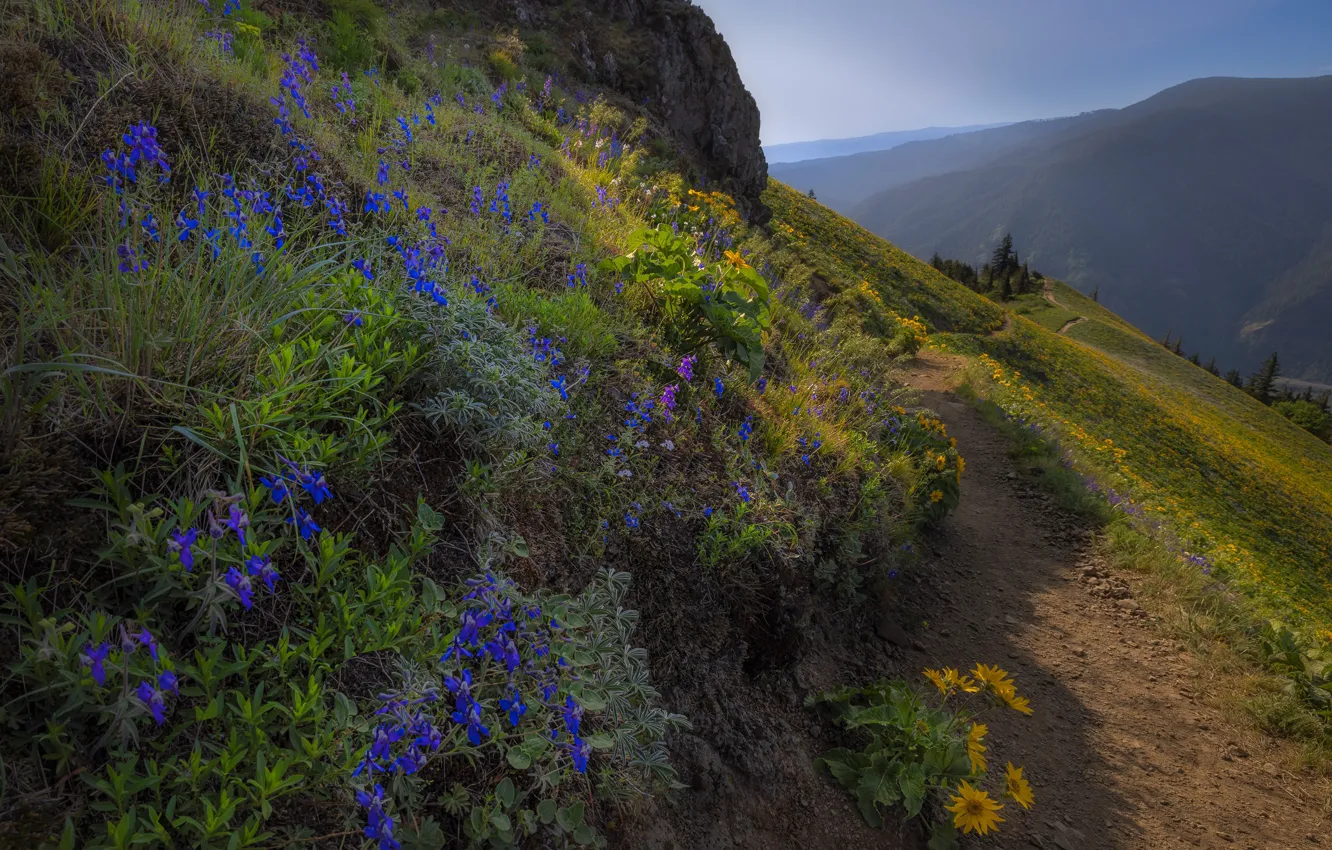 Photo wallpaper flowers, mountains, slope, haze, path, field