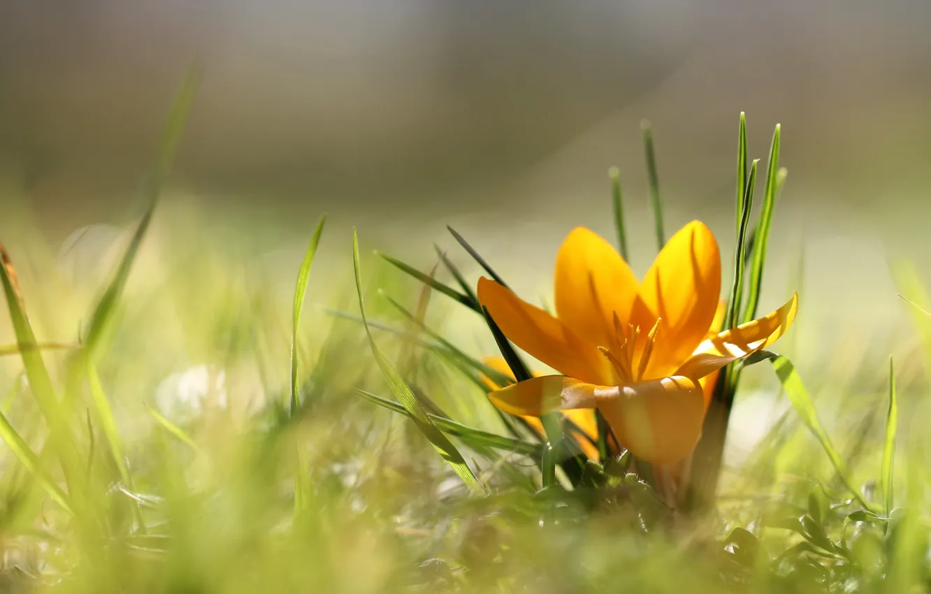 Photo wallpaper grass, light, flowers, yellow, glade, one, blur, spring
