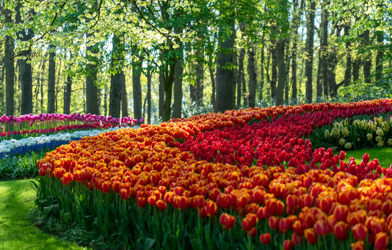 Photo wallpaper light, trees, circles, flowers, red, Park, foliage, spring
