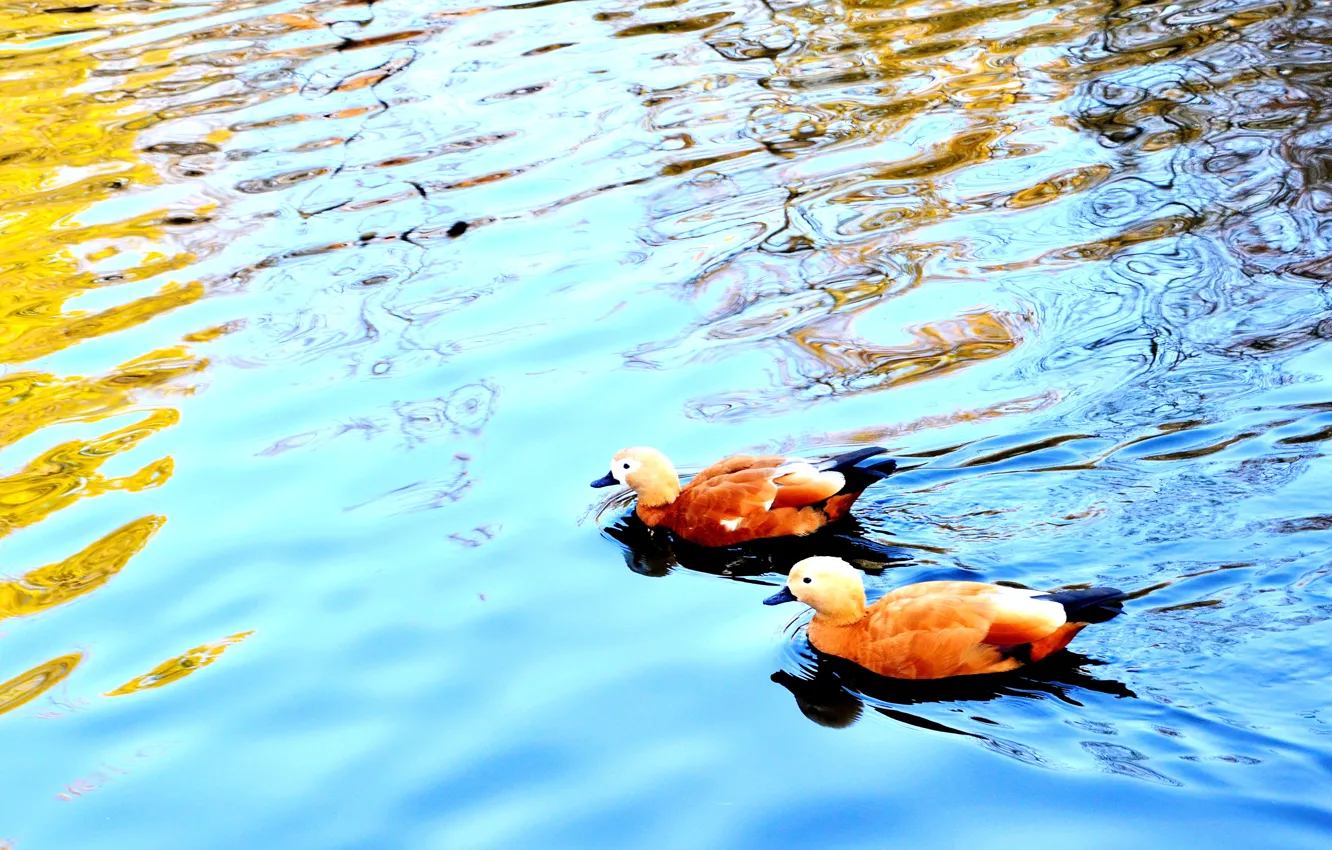 Photo wallpaper lake, duck, clean