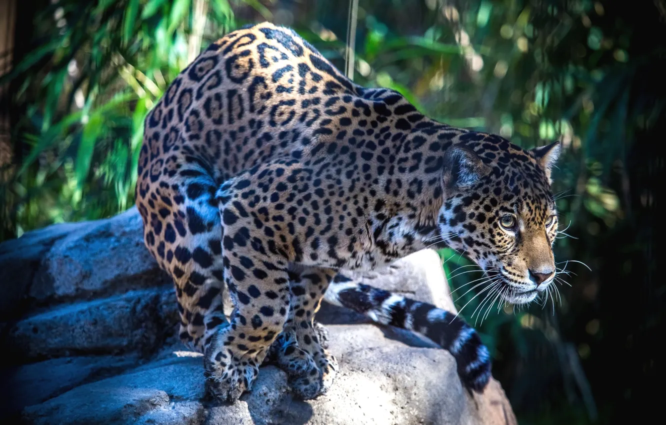 Photo wallpaper predator, spot, Jaguar