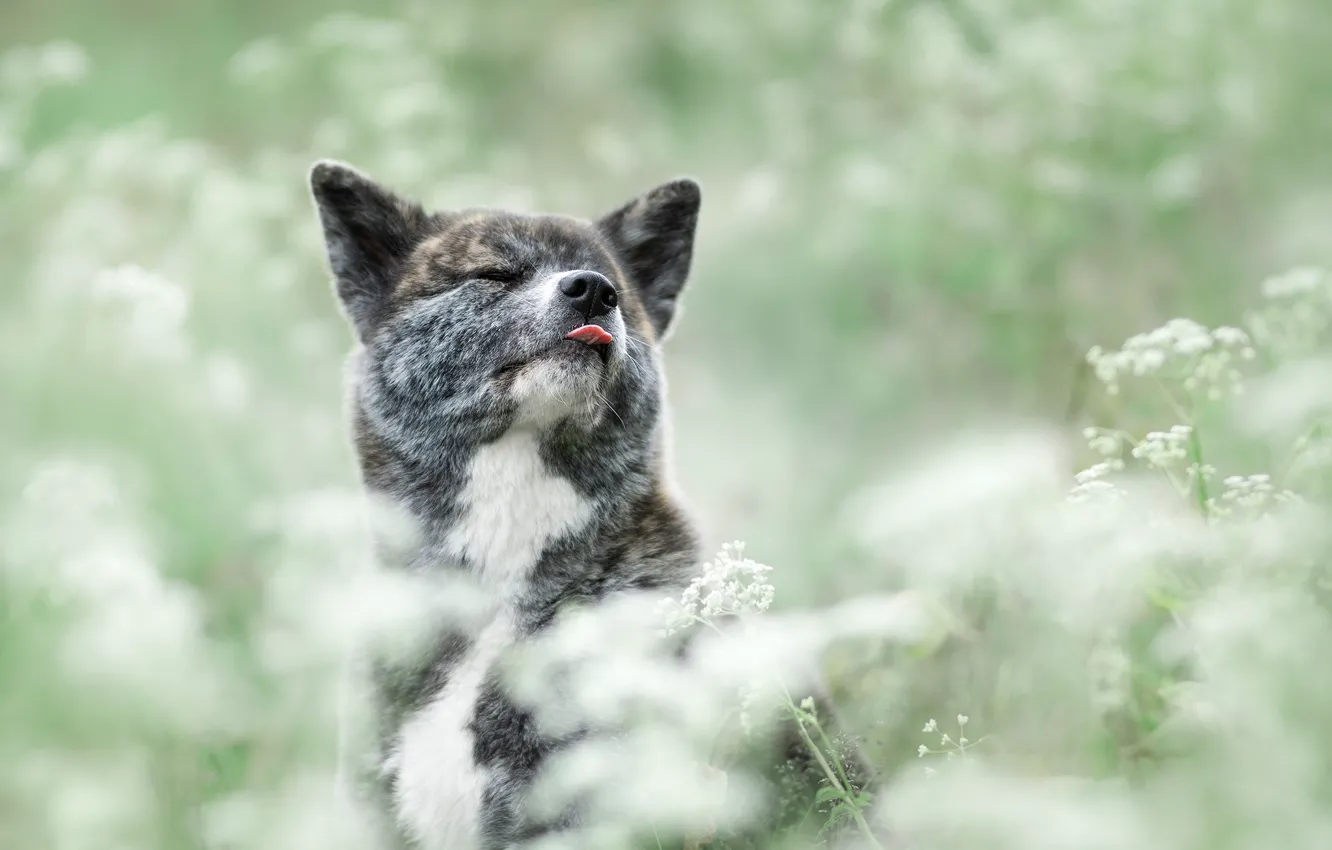 Photo wallpaper language, face, flowers, dog, bokeh, Akita inu