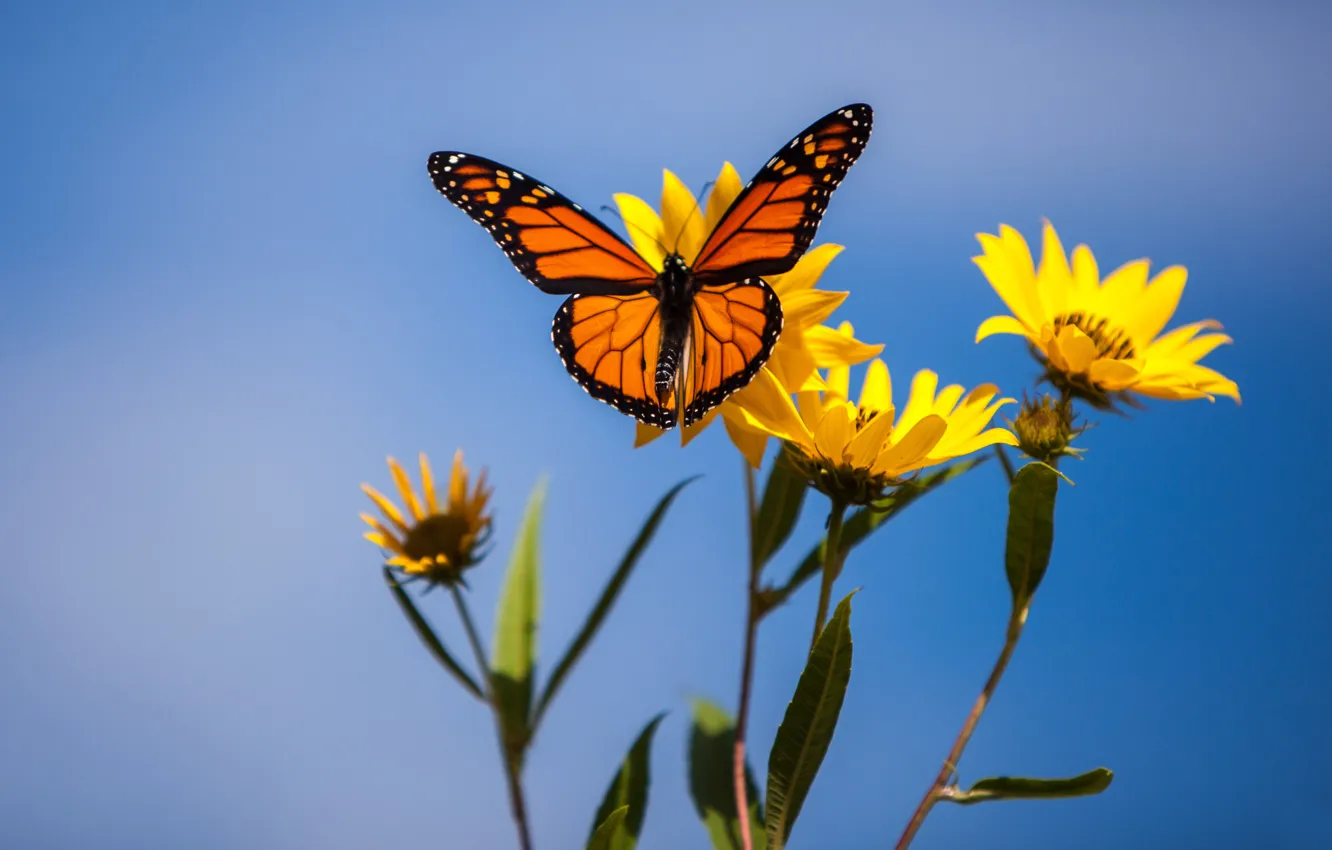 Photo wallpaper macro, flowers, background, butterfly, The monarch, Jerusalem artichoke