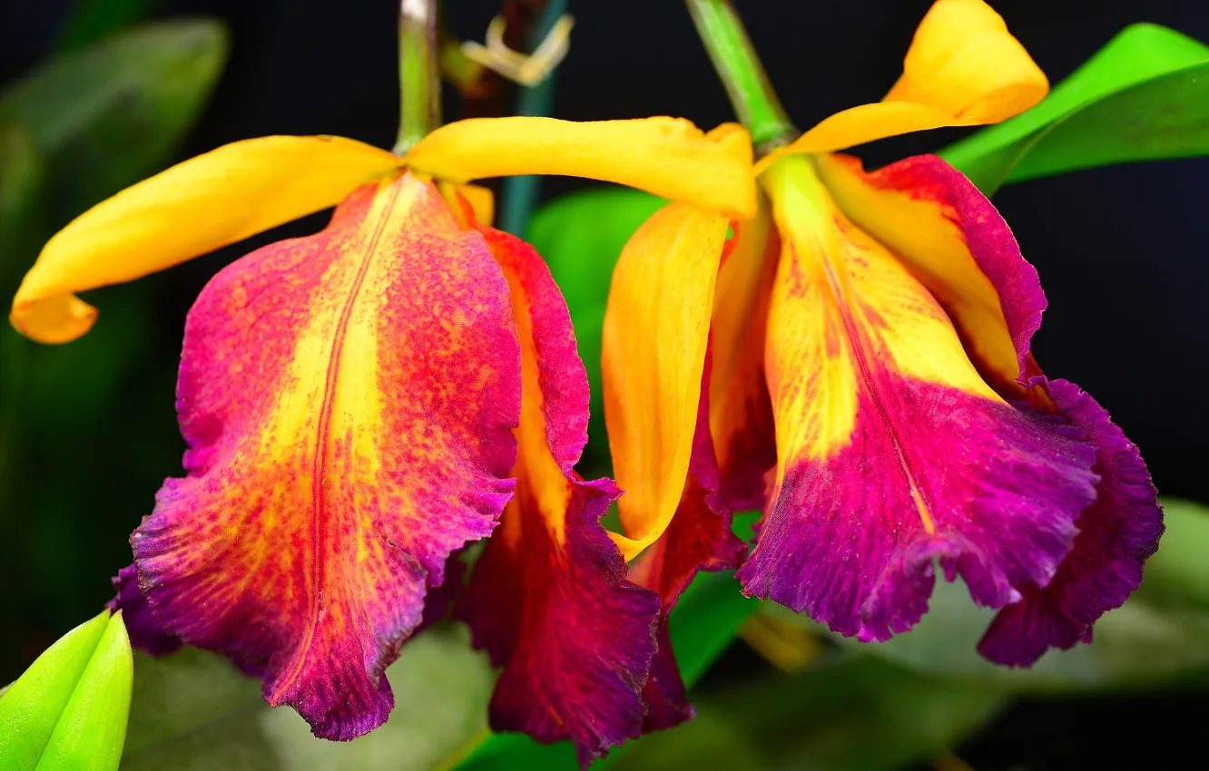 Photo wallpaper flowers, nature, plant, petals, stem