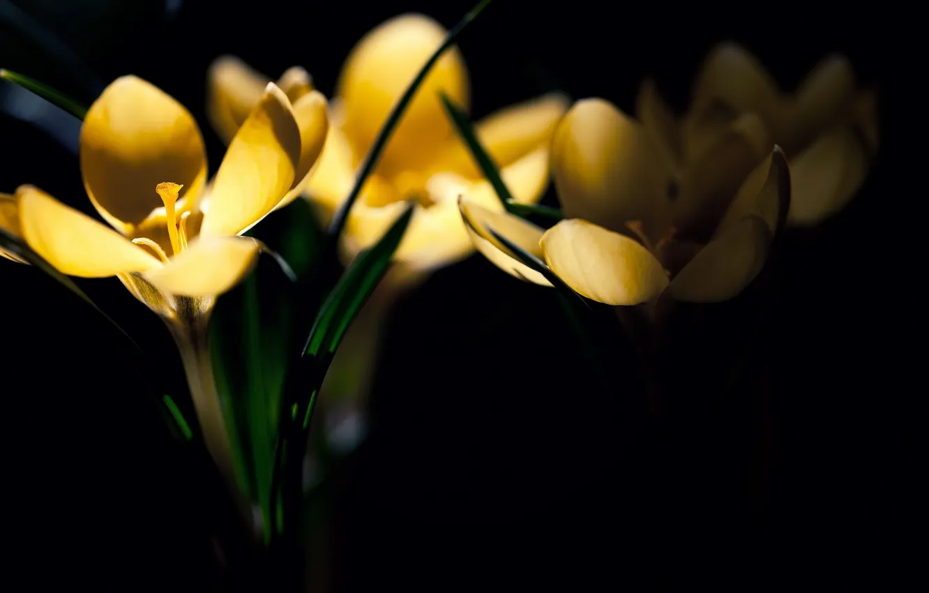 Photo wallpaper macro, light, flowers, nature