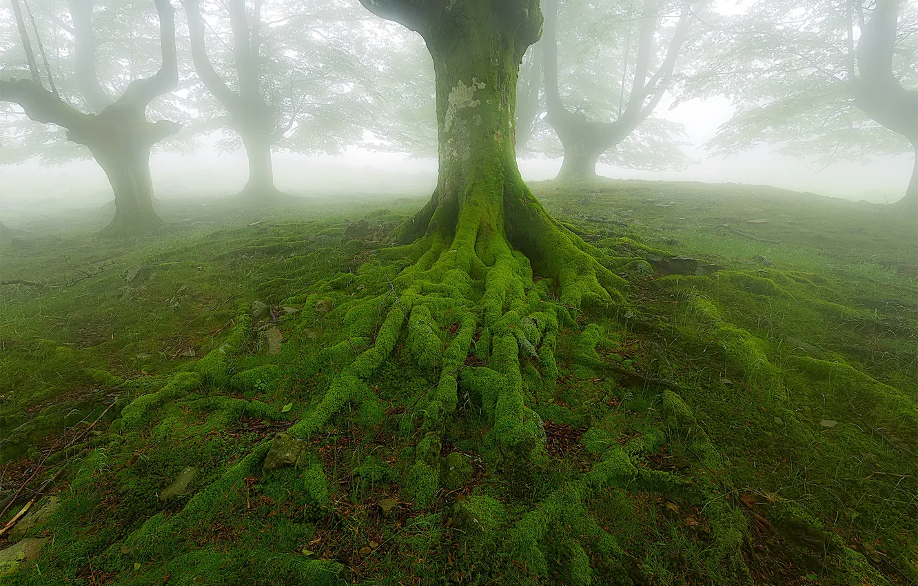 Photo wallpaper trees, roots, fog, moss