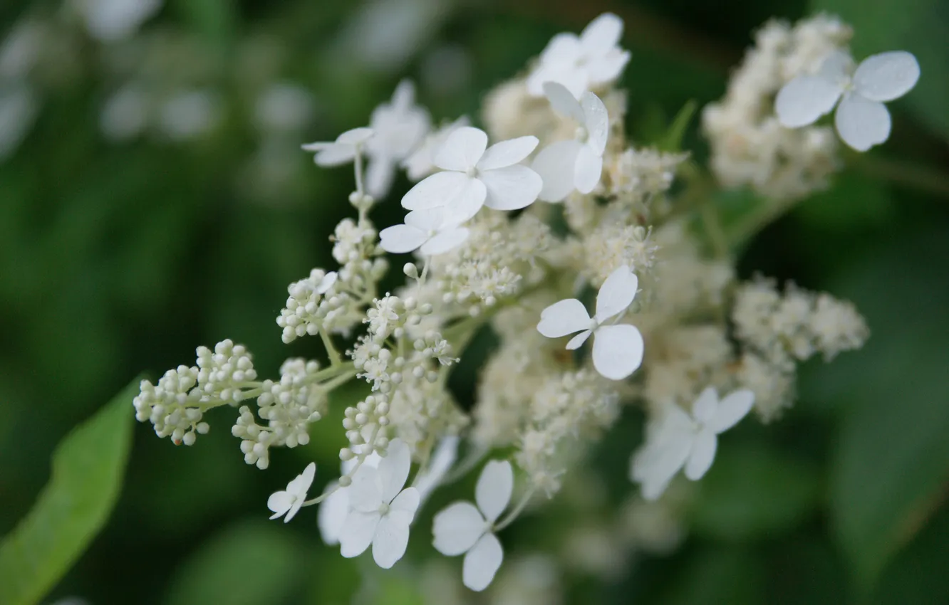 Photo wallpaper leaves, flowers, white, buds, shrub, hydrangea, inflorescence