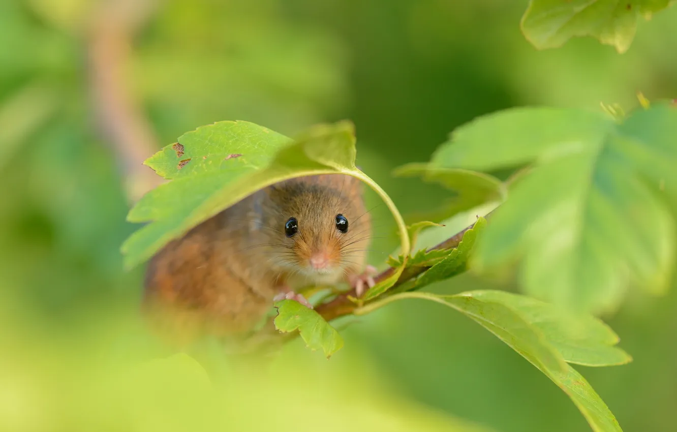 Photo wallpaper summer, nature, Harvest Mouse
