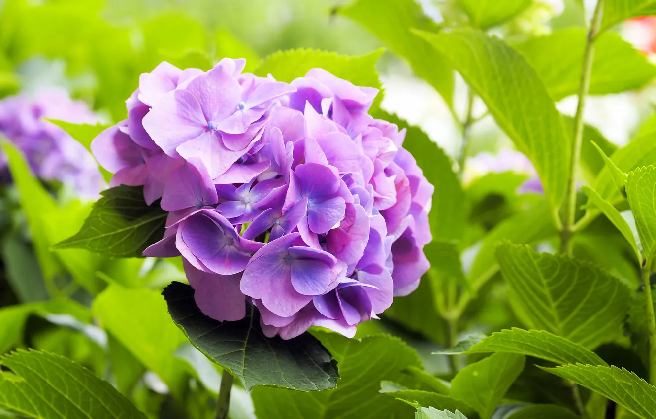 Photo wallpaper leaves, flowers, flowering, the bushes, purple hydrangea