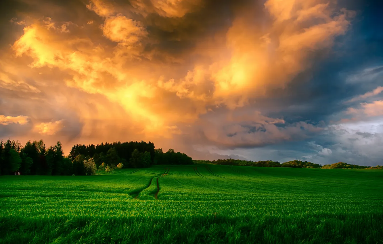 Photo wallpaper field, landscape, sunset
