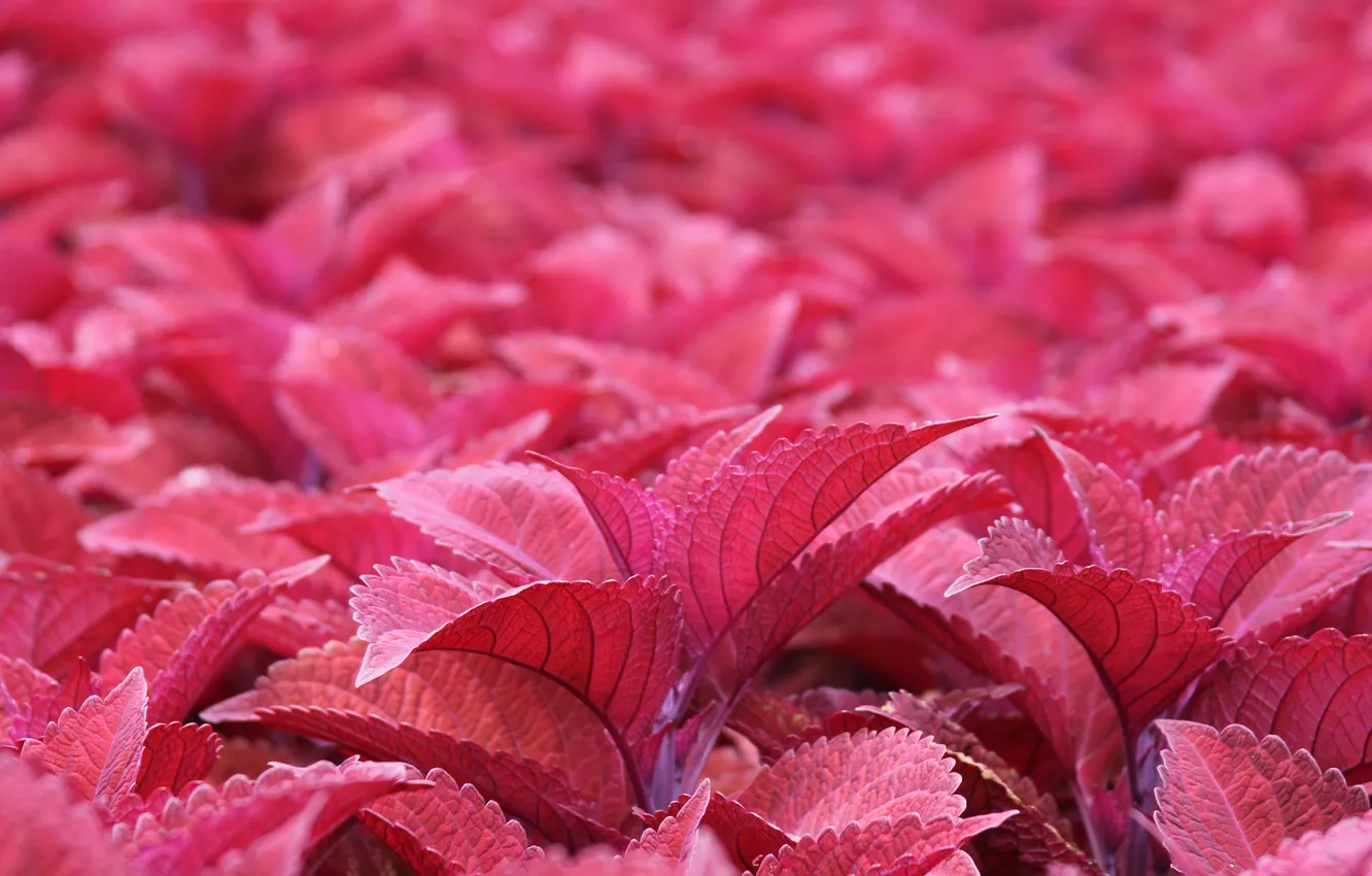 Photo wallpaper leaves, pink, a lot