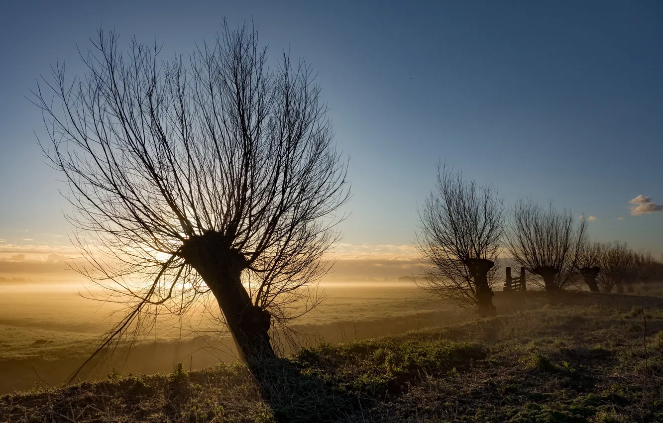 Photo wallpaper trees, fog, morning