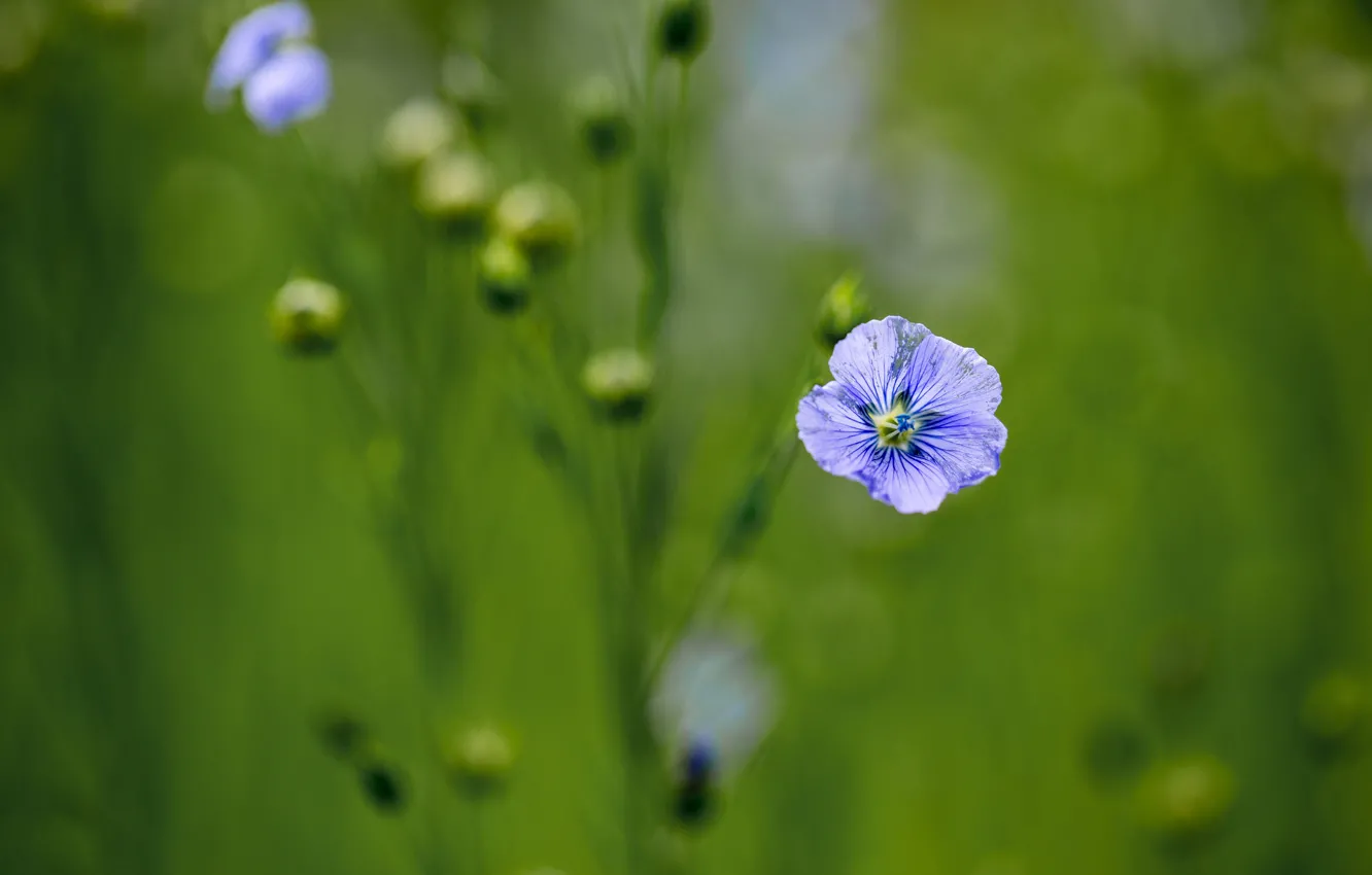 Photo wallpaper flowers, background, blur, blue, len, lilac