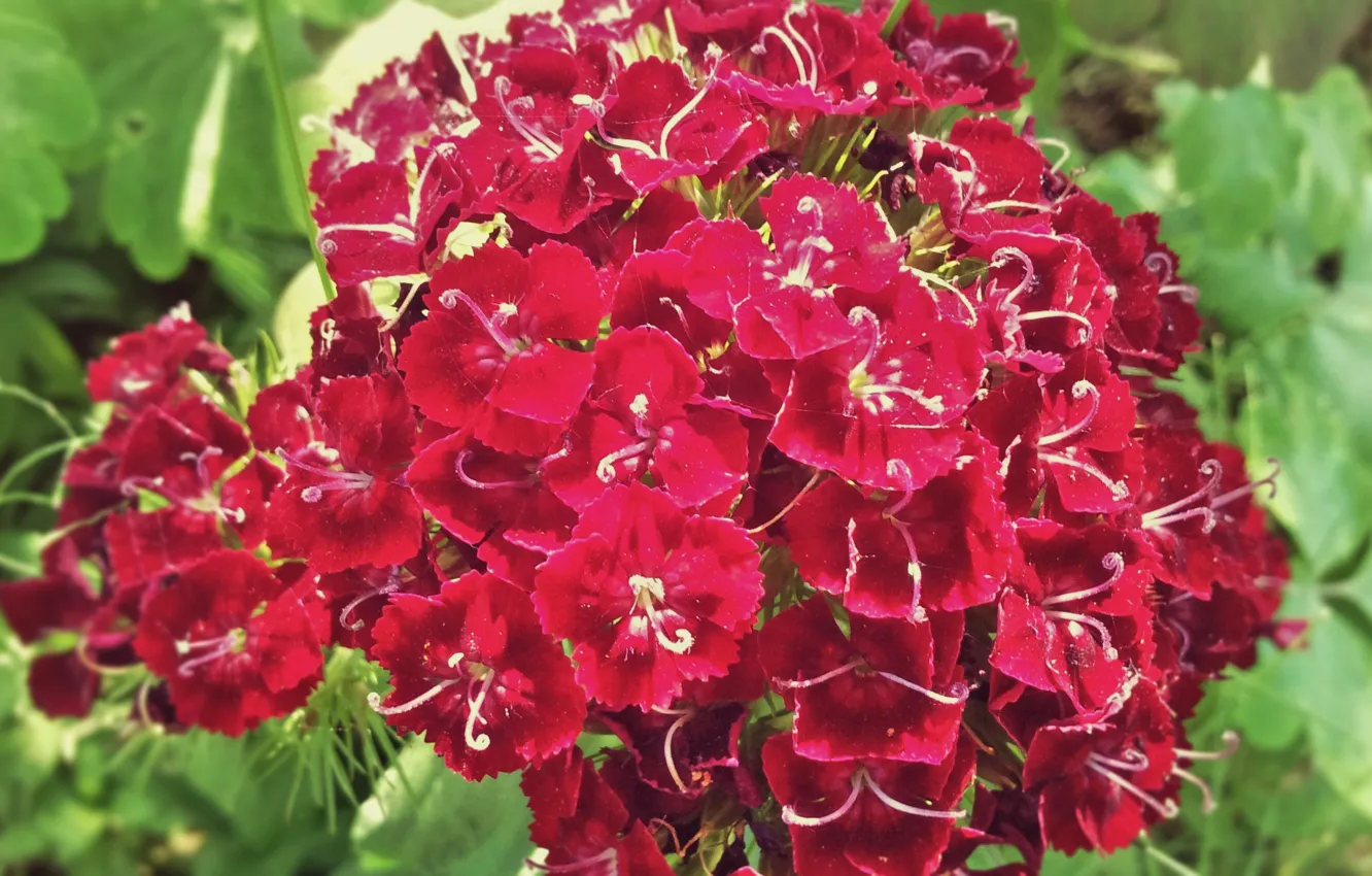 Photo wallpaper macro, flowers, Turkish carnation