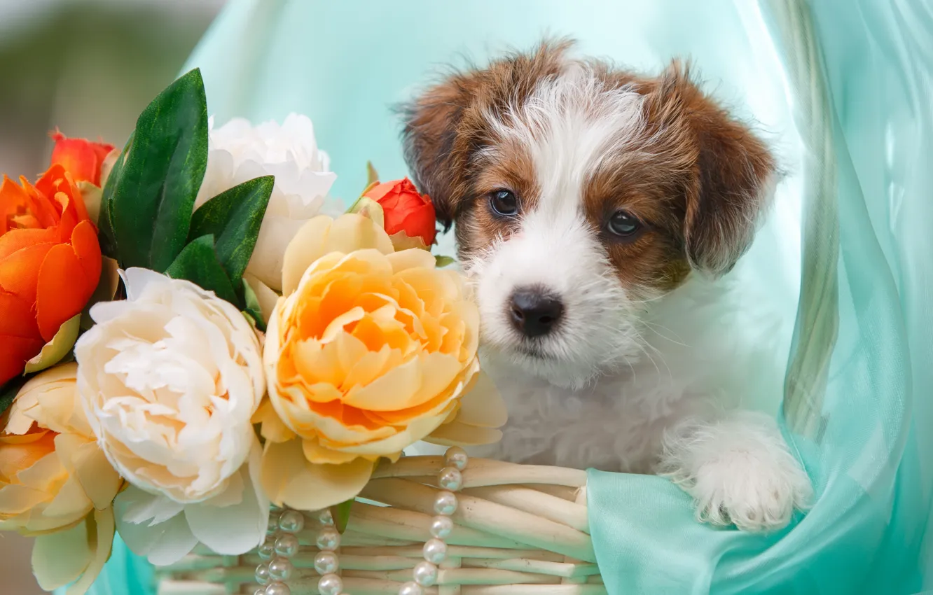 Photo wallpaper flowers, basket, necklace, puppy, fabric, Jack Russell Terrier