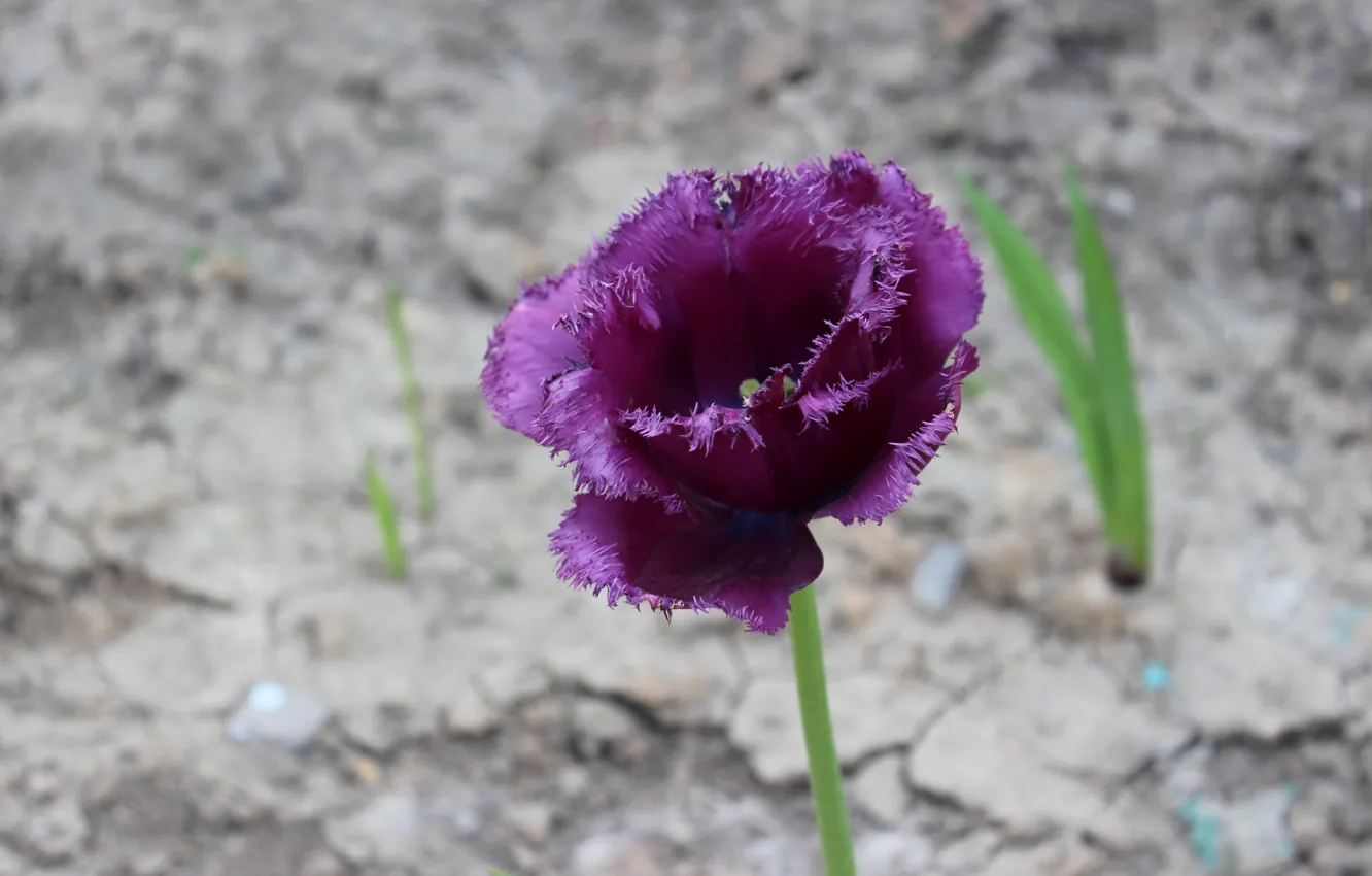 Photo wallpaper stem, petal, Purple