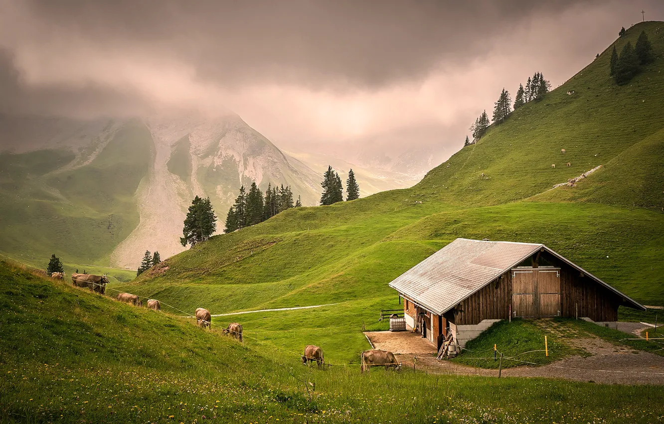 Photo wallpaper the sky, mountains, fog, hills, tops, ate, cows, slope