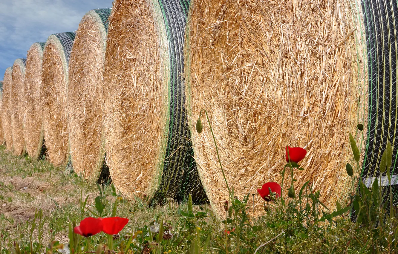 Photo wallpaper Maki, hay, Kip