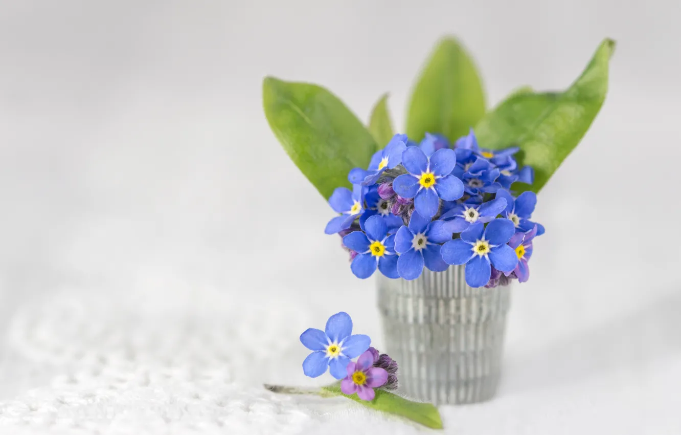 Photo wallpaper background, a bunch, forget-me-nots