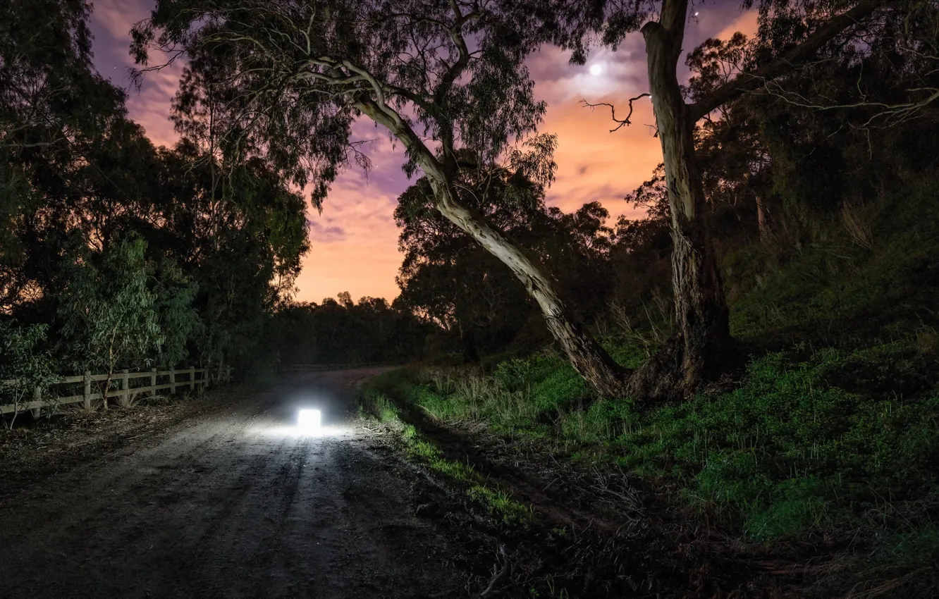 Photo wallpaper road, light, night, tree