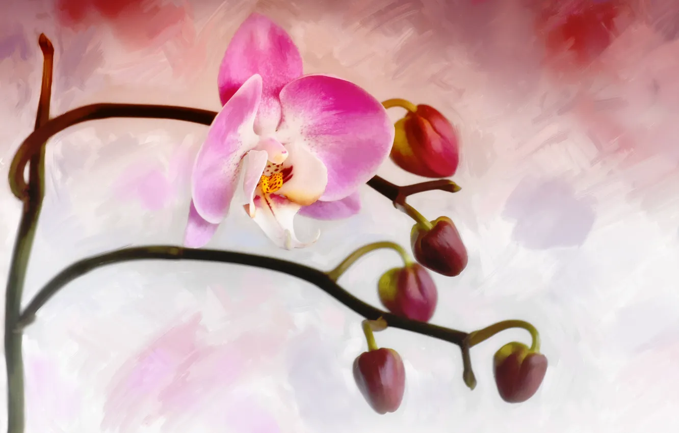 Photo wallpaper flower, Bud, Orchid