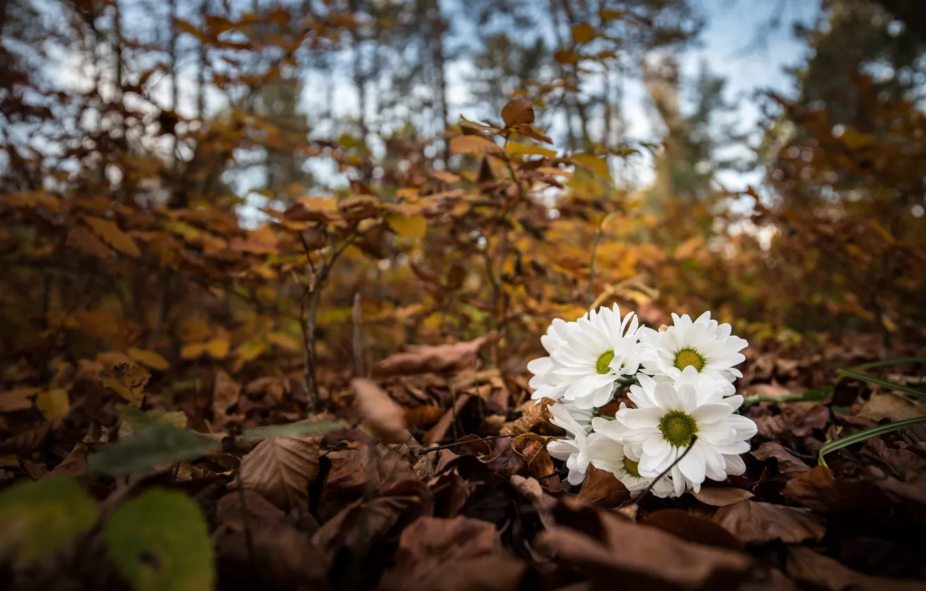 Photo wallpaper autumn, flowers, branches, nature, Park, foliage, chamomile, bouquet