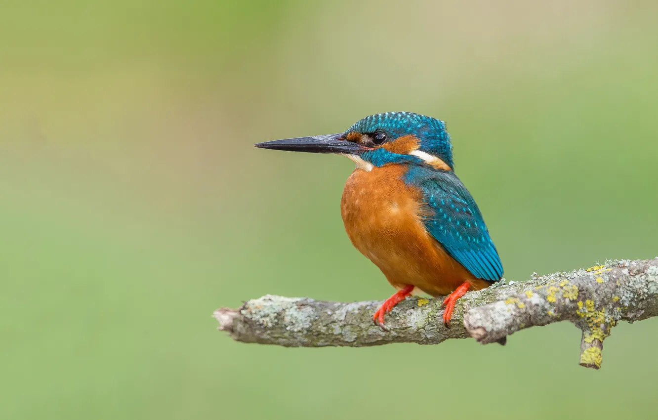 Photo wallpaper branches, bird, beak, Kingfisher