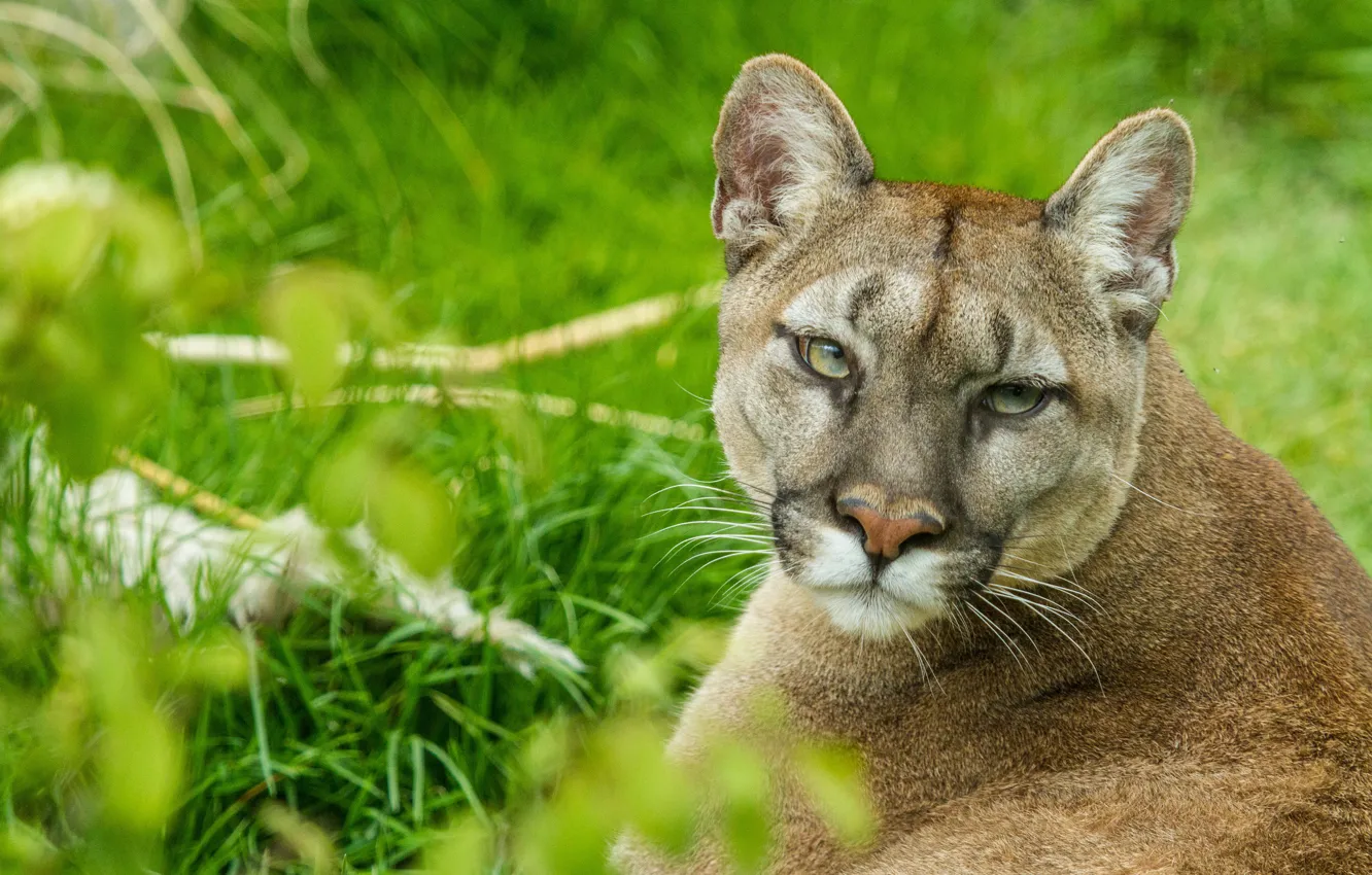 Photo wallpaper cat, look, face, Puma, mountain lion, Cougar