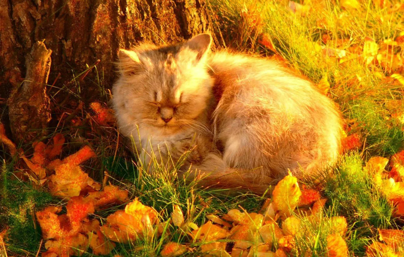 Photo wallpaper autumn, cat, leaves, fluffy, sleeping, fallen, the trunk of the tree