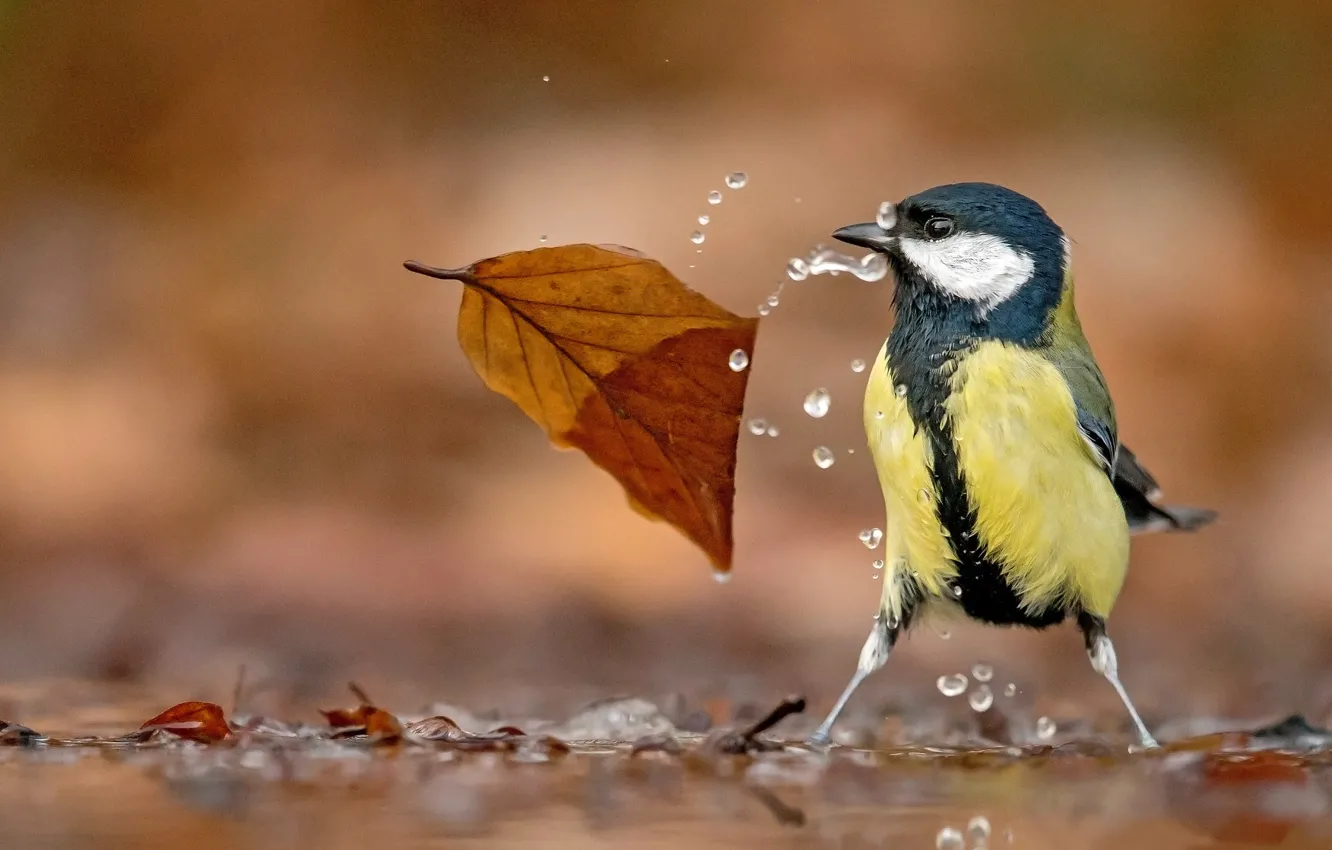 Photo wallpaper water, drops, bird, leaf, bokeh, tit