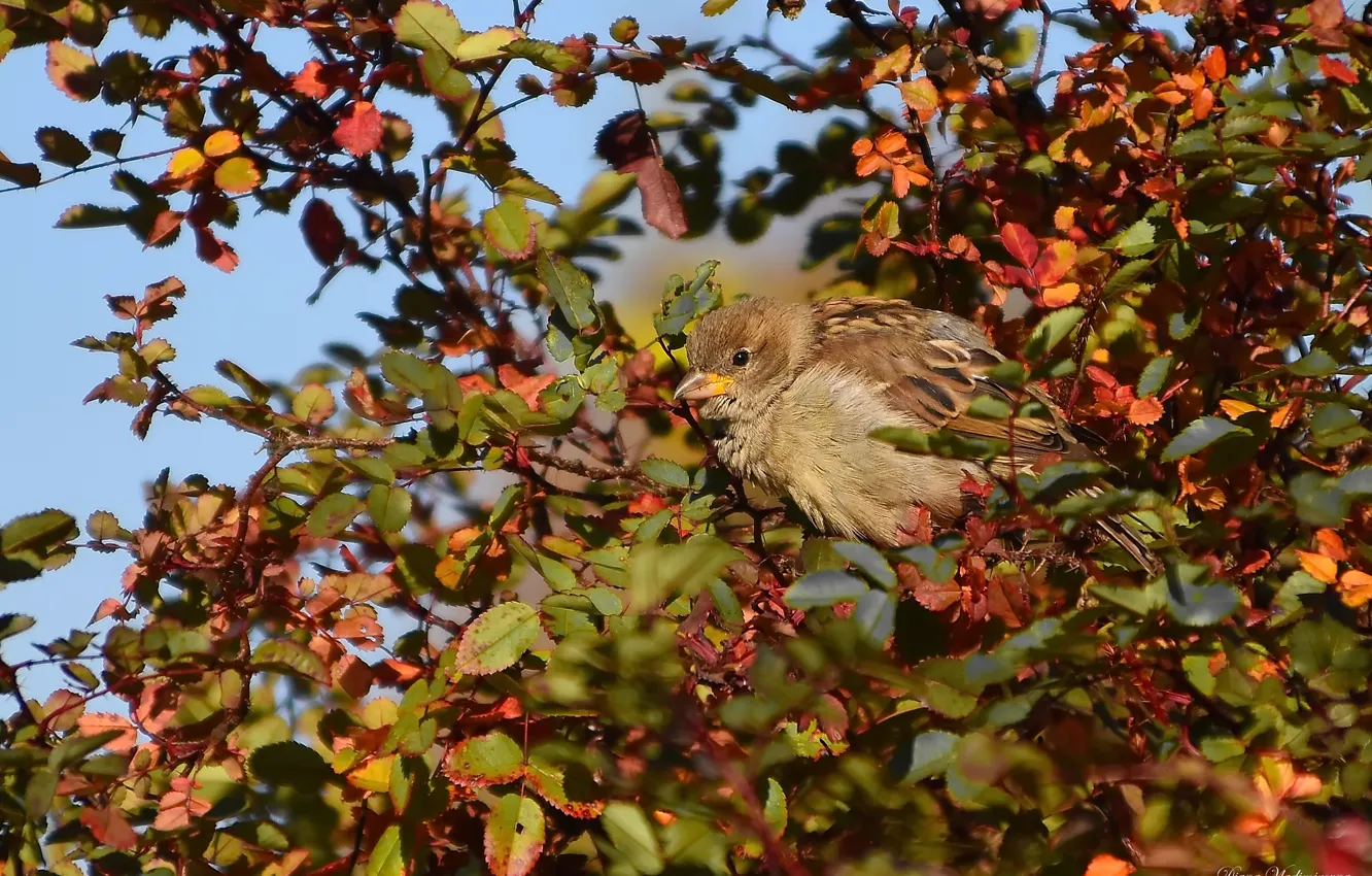 Photo wallpaper autumn, bird, Priroda