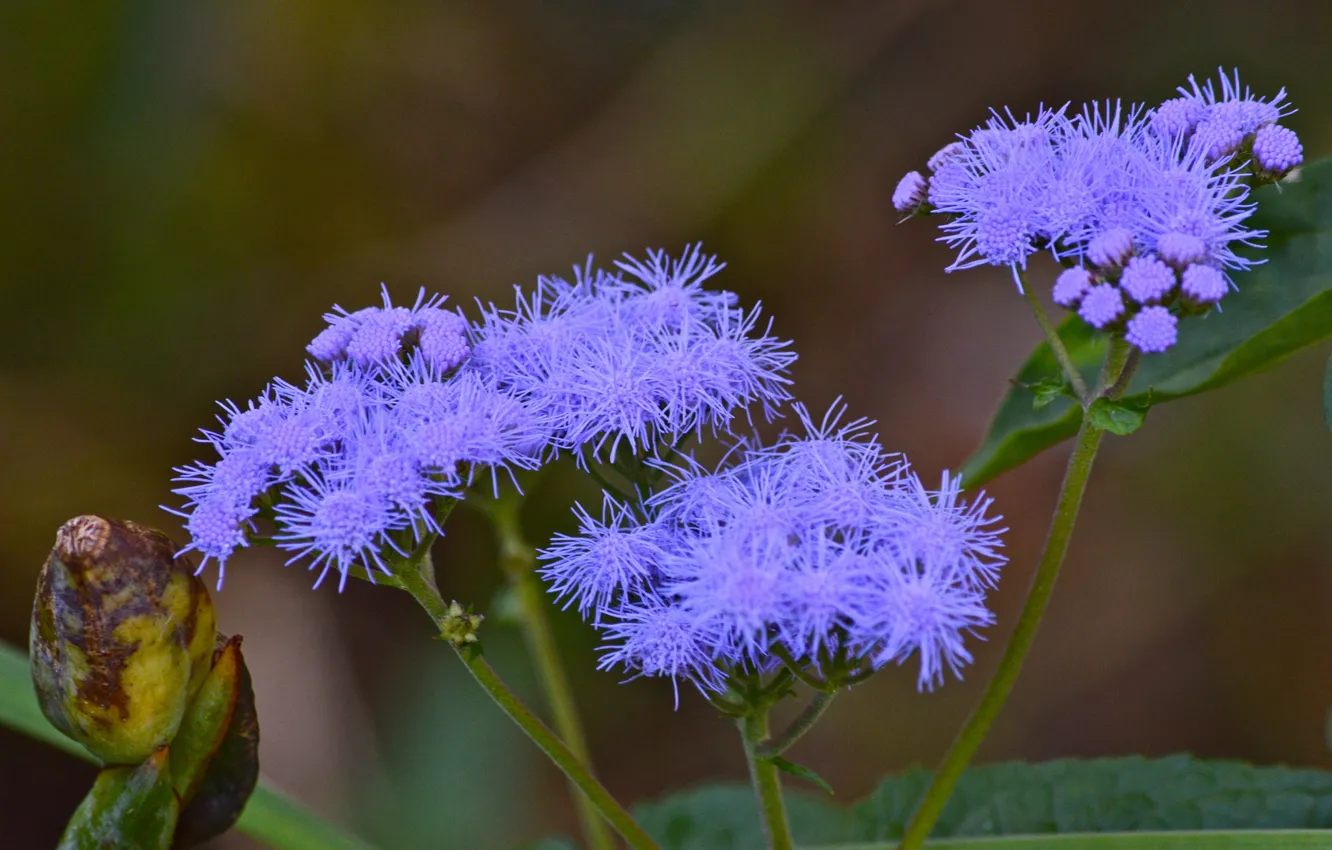 Photo wallpaper nature, plant, stem, inflorescence