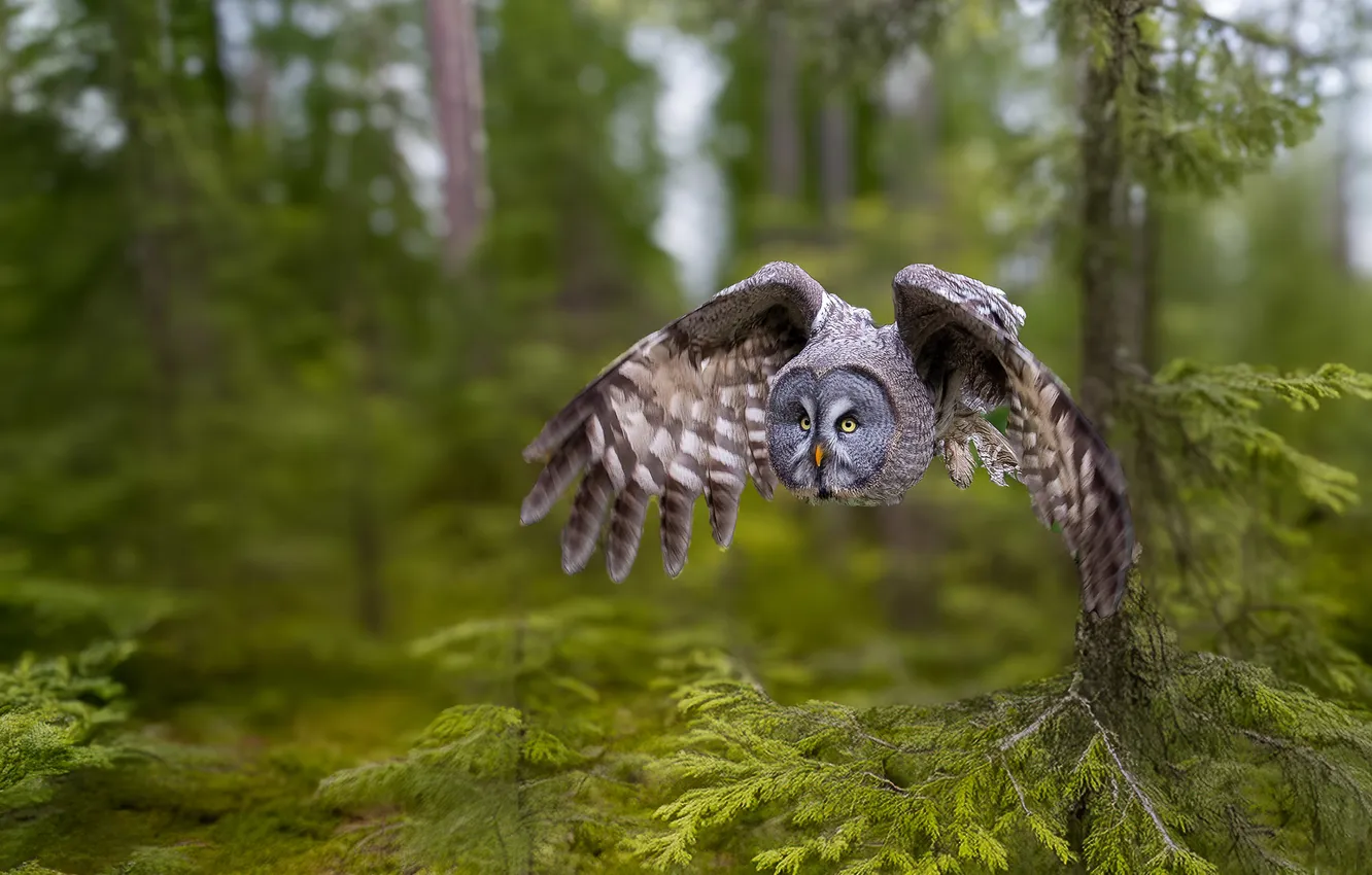 Photo wallpaper forest, flight, owl, bird, needles, owl, wingspan