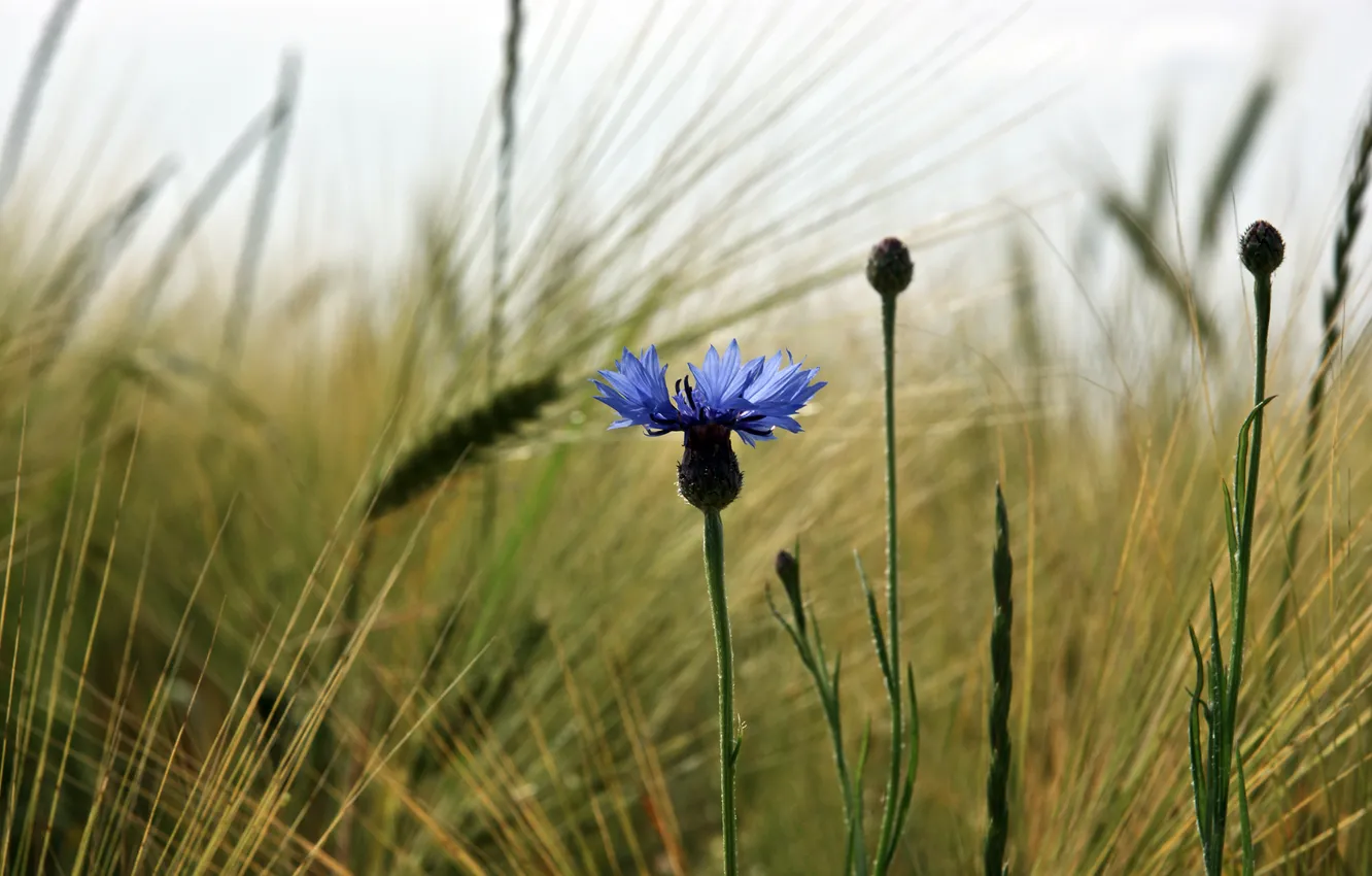 Photo wallpaper field, grass, macro, flowers, nature