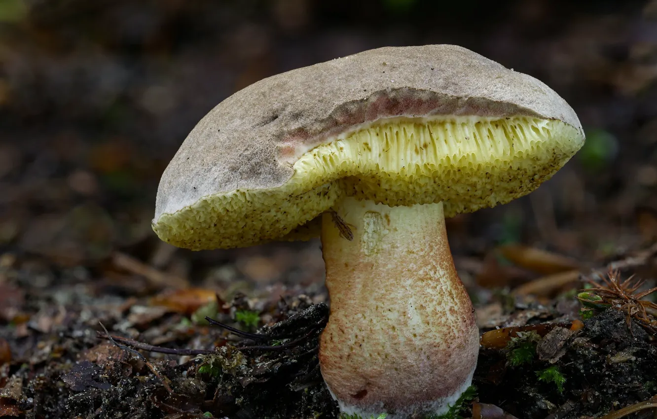 Photo wallpaper autumn, macro, nature, background, mushrooms, Beat Buetikofer